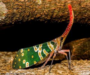 yapboz Renkli Ağustos böceği